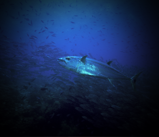 Witu Islands
